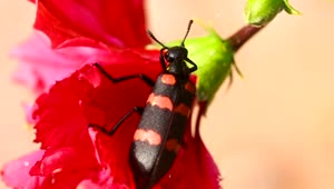 Stock Video Black And Red Beetle On A Red Flower Live Wallpaper For PC