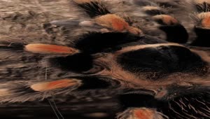 Stock Video Black And Orange Tarantula Walking Vertical Shot Live Wallpaper For PC