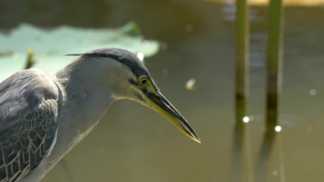 Download Stock Video Bittern Looking Into The Water Live Wallpaper For PC