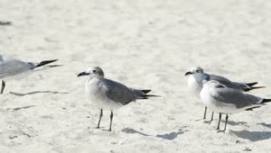 Stock Video Birds Standing On The Beach Sand Live Wallpaper For PC