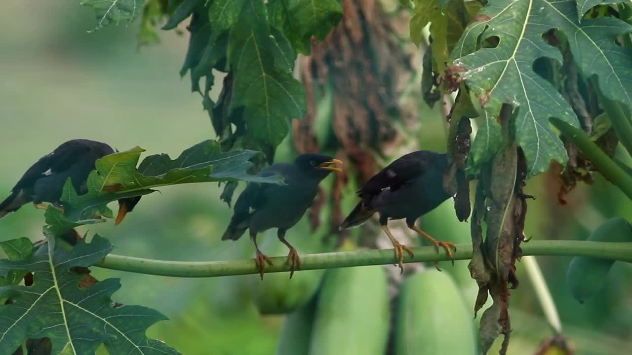 Download Stock Video Birds Singing In A Tree Live Wallpaper For PC