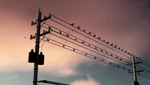 Stock Video Birds On City Electrical Cables Live Wallpaper For PC