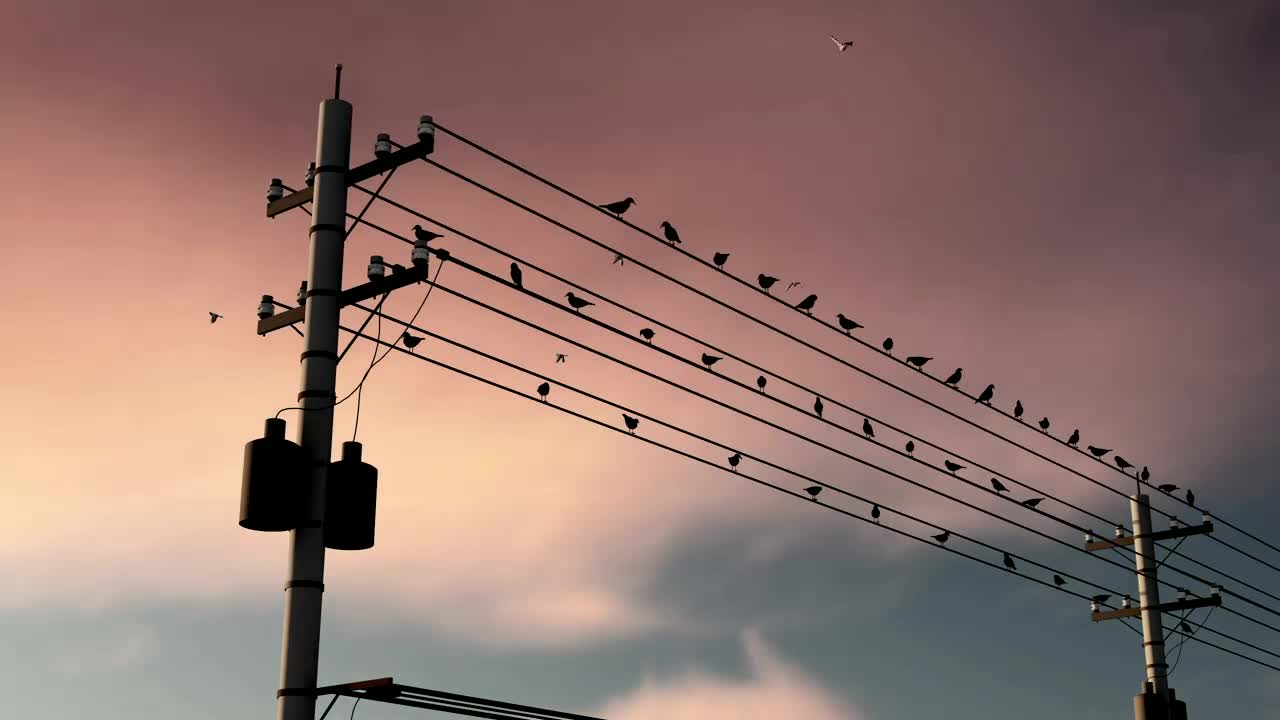 Download Stock Video Birds On City Electrical Cables Live Wallpaper For PC