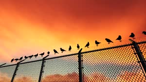 Stock Video Birds On A Wire Fence Live Wallpaper For PC