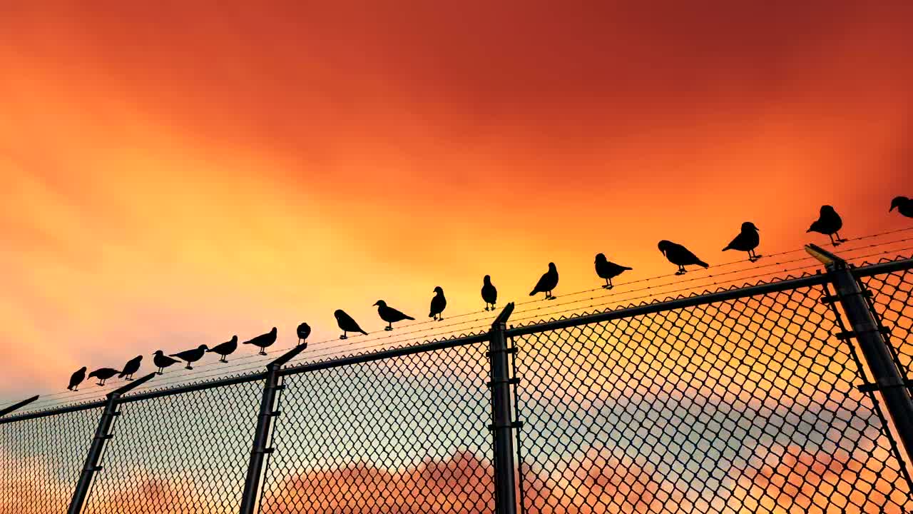 Download Stock Video Birds On A Wire Fence Live Wallpaper For PC