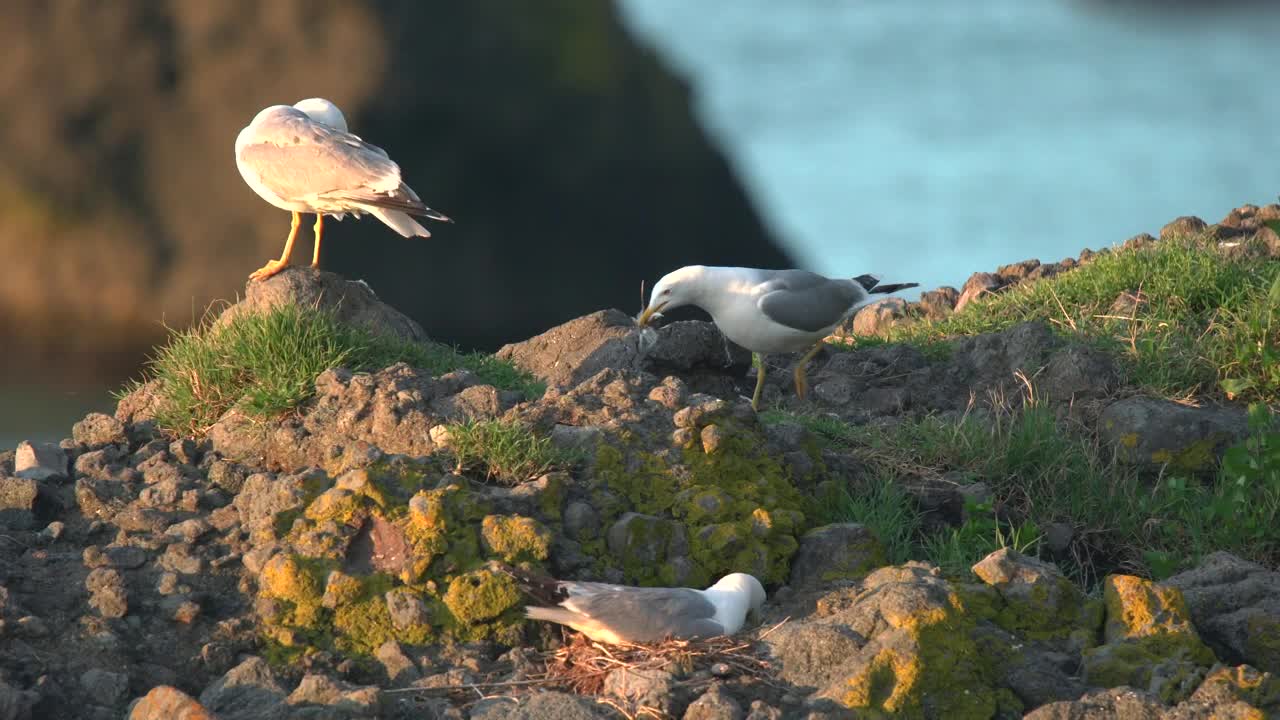 Download Stock Video Birds Nesting In The Ground Live Wallpaper For PC