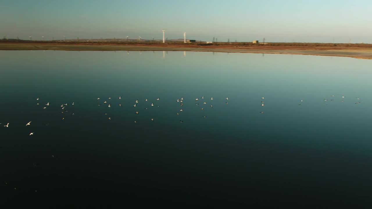 Download Stock Video Birds Lifting Off From Still Water Live Wallpaper For PC