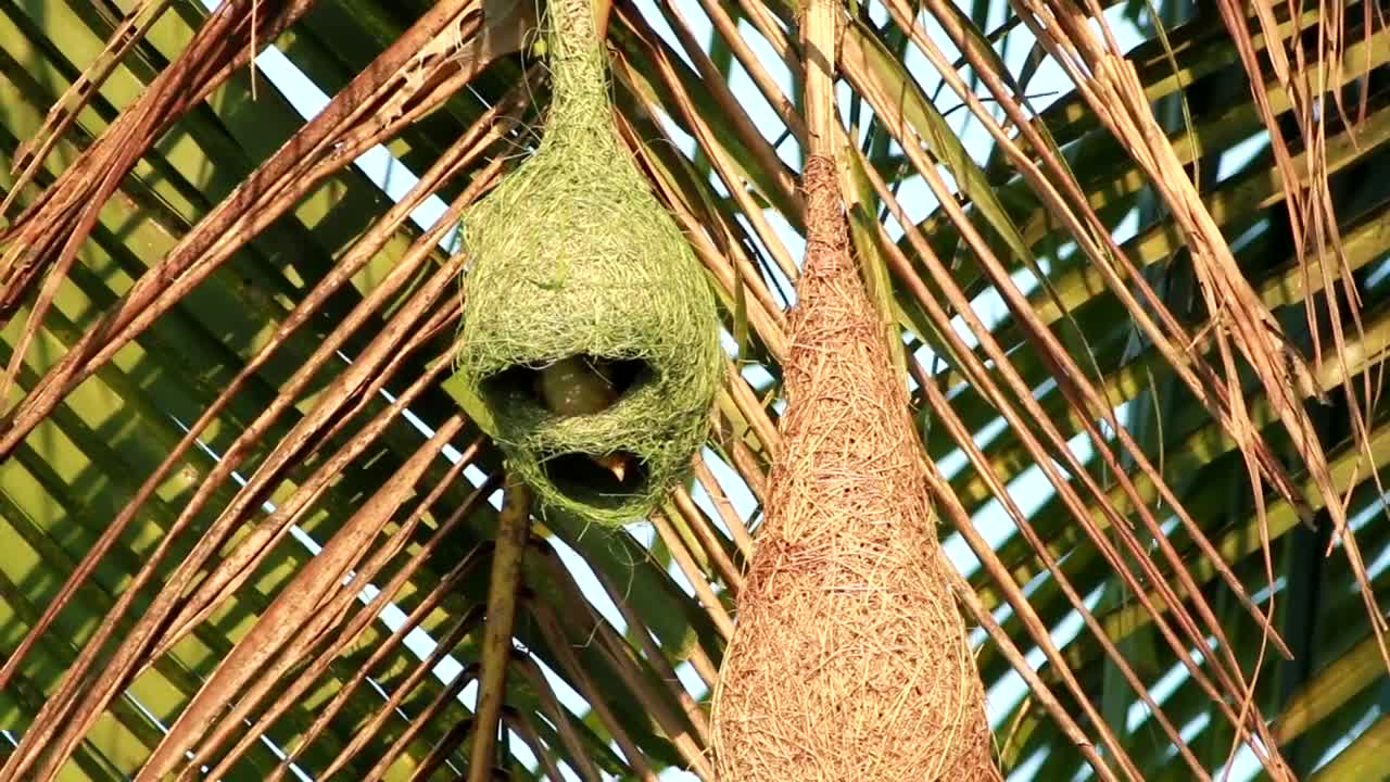 Download Stock Video Birds Inside A Hanging Nest Live Wallpaper For PC