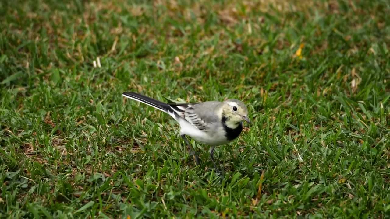 Download Stock Video Bird Walking On The Grass Live Wallpaper For PC