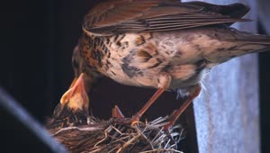 Stock Video Bird Taking Care Of The Chicks In The Nest Live Wallpaper For PC
