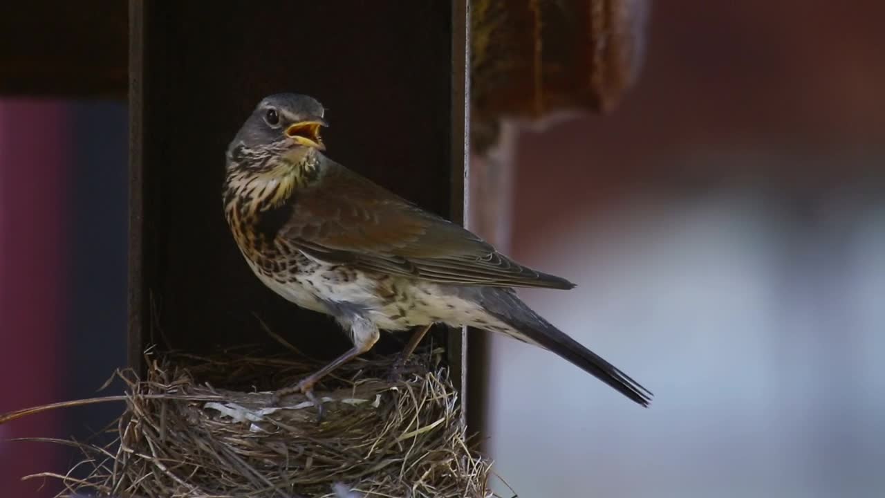 Download Stock Video Bird Standing On The Nest Live Wallpaper For PC