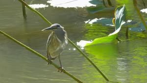 Stock Video Bird Standing On A Pond Plant Live Wallpaper For PC