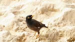 Stock Video Bird Standing In The Sand Live Wallpaper For PC