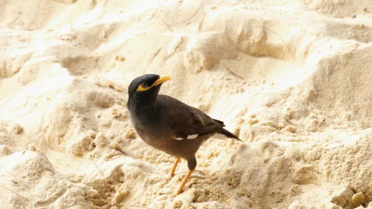 Download Stock Video Bird Standing In The Sand Live Wallpaper For PC