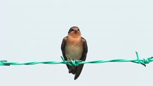 Stock Video Bird Resting On Metal Wire Live Wallpaper For PC