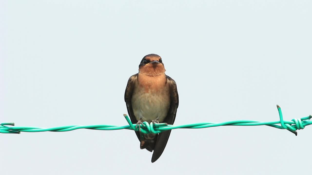 Download Stock Video Bird Resting On Metal Wire Live Wallpaper For PC