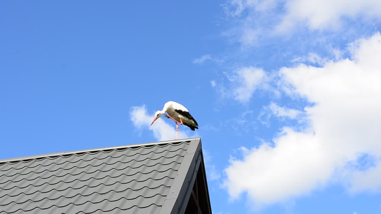 Download Stock Video Bird Perched On The Roof Of A House Live Wallpaper For PC