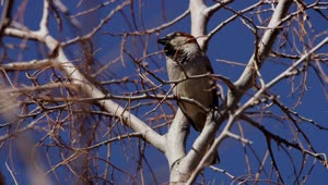 Stock Video Bird Perched On The Branches Of A Dry Tree Live Wallpaper For PC