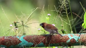 Stock Video Bird On A Rusted Pipe Live Wallpaper For PC