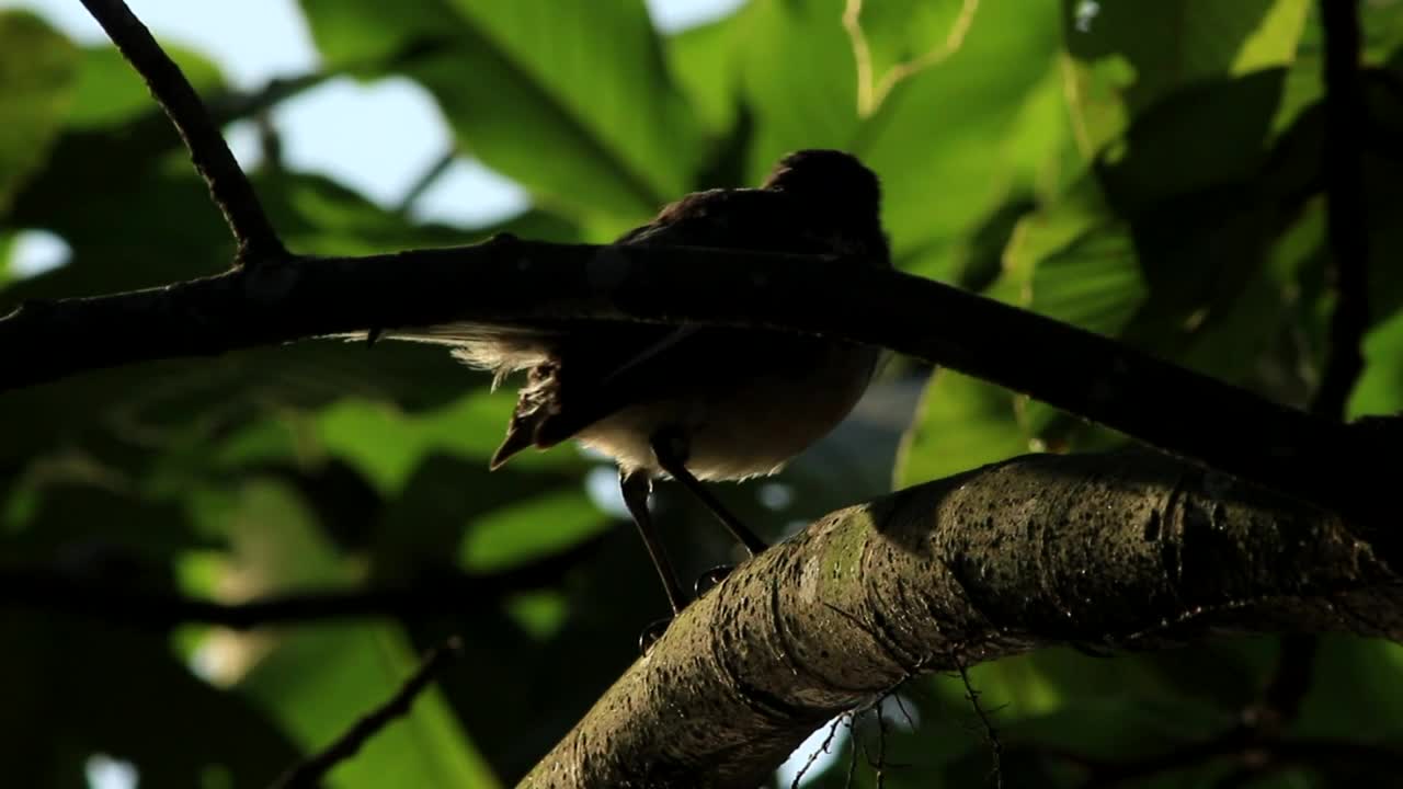 Download Stock Video Bird In The Shadow Of A Tree Live Wallpaper For PC