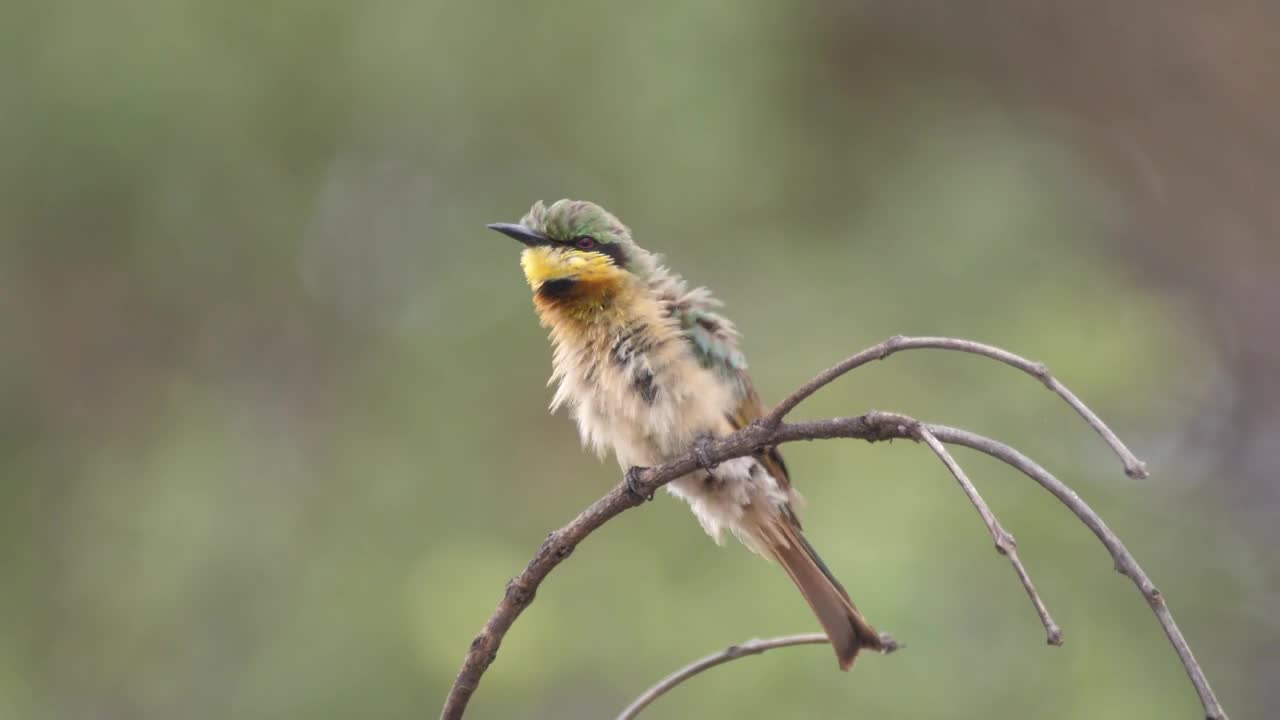 Download Stock Video Bird In A Forest Park Live Wallpaper For PC