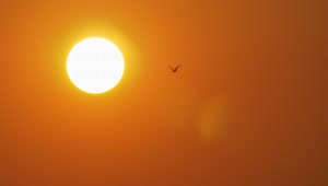 Stock Video Bird Flying By A Golden Sun Live Wallpaper For PC