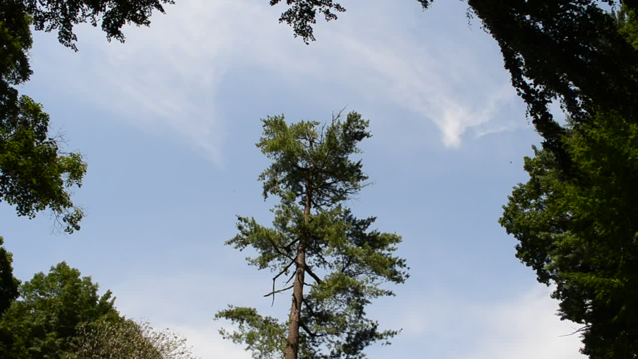 Download Stock Video Bird Flying Through Tall Trees Live Wallpaper For PC