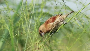 Stock Video Bird Eating Insects On A Branch Live Wallpaper For PC
