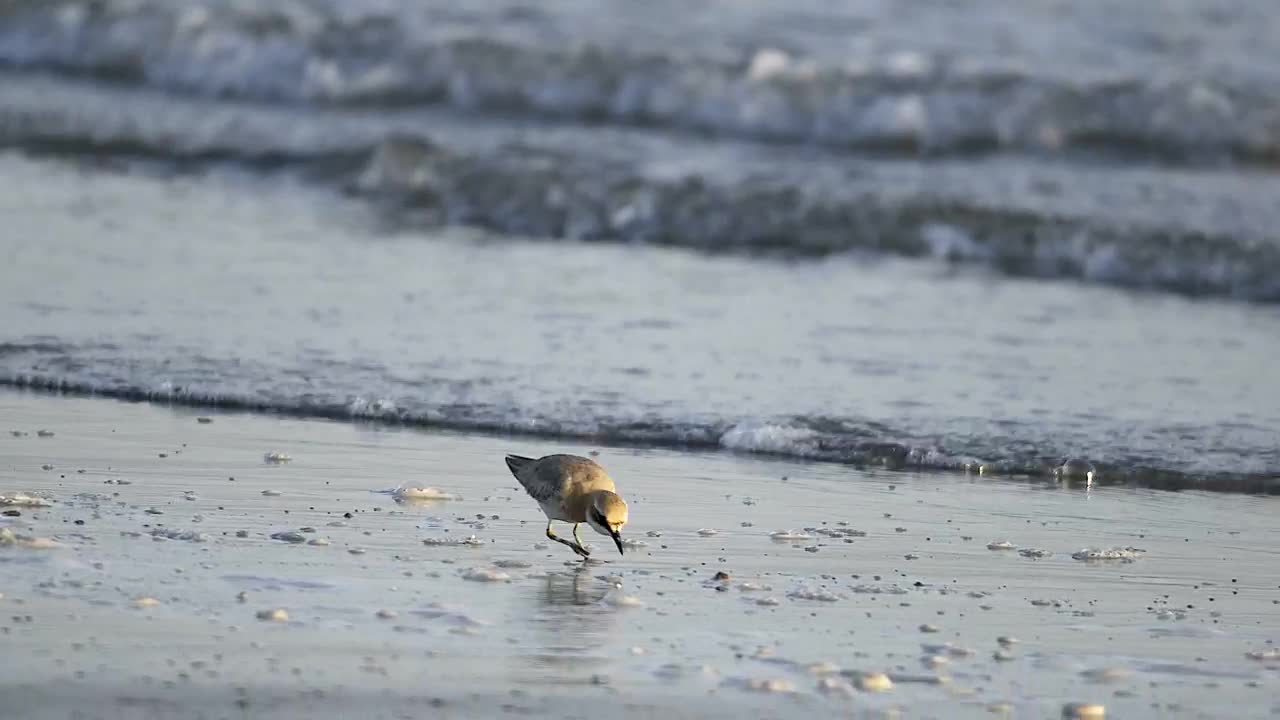 Download Stock Video Bird Eating In The Beach Live Wallpaper For PC