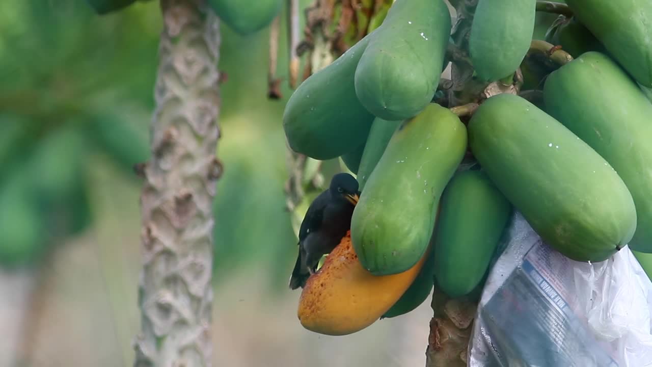 Download Stock Video Bird Eating Hanging Fruit Live Wallpaper For PC