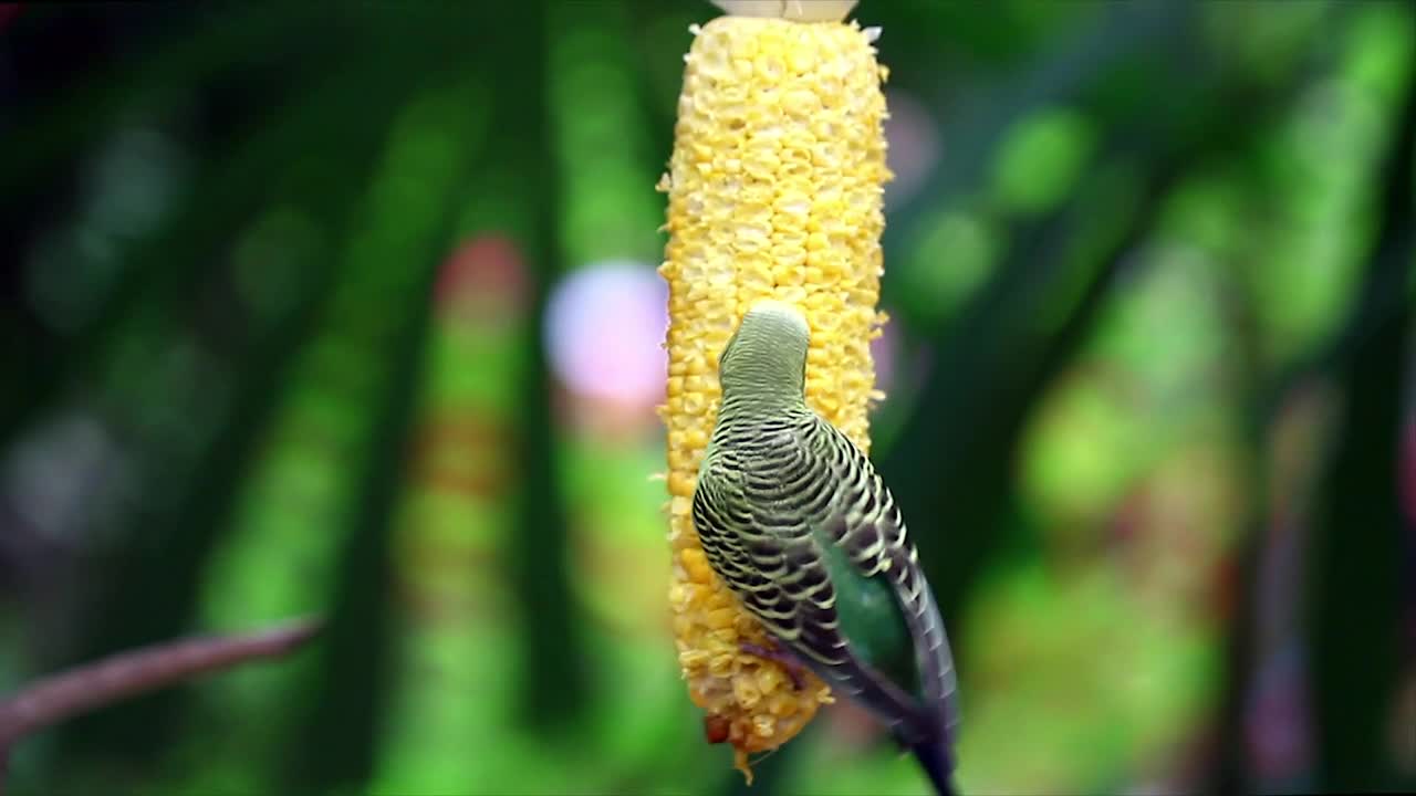 Download Stock Video Bird Eating Corn Live Wallpaper For PC