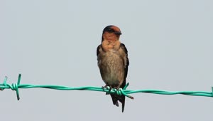 Stock Video Bird Cleaning Itself On A Wire Fence Live Wallpaper For PC