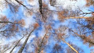 Stock Video Birch Trees And Clouds Live Wallpaper For PC