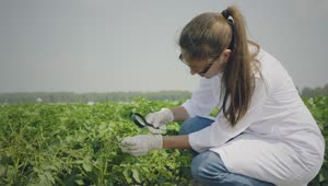 Stock Video Biologist Inspecting Pests In The Crops Live Wallpaper For PC