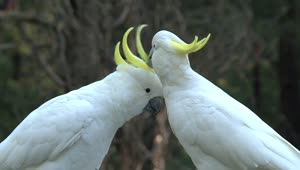 Stock Video Big White Birds Caressing Each Other Live Wallpaper For PC