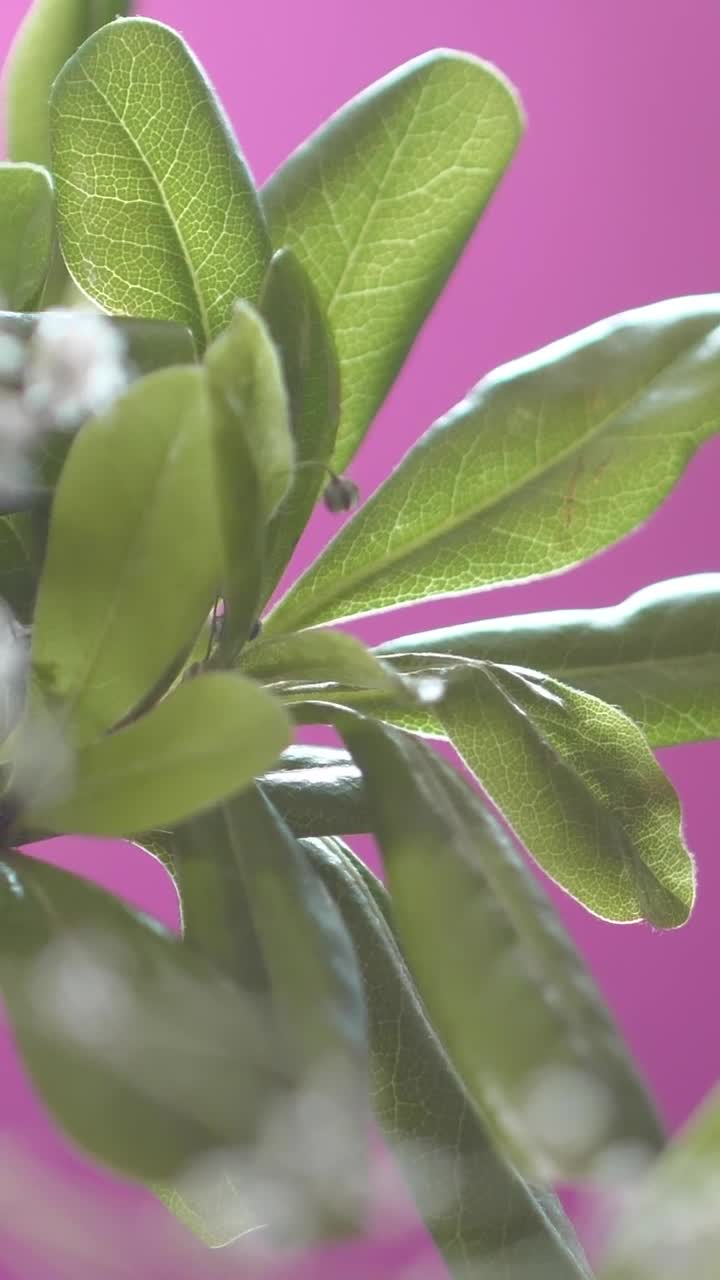 Download Stock Video Big Green Leaves With Small Flowers Live Wallpaper For PC