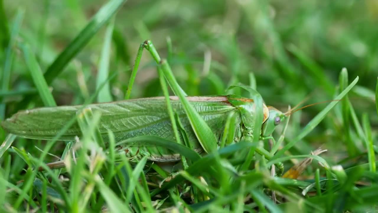 Download Stock Video Big Green Leaf Insect Live Wallpaper For PC