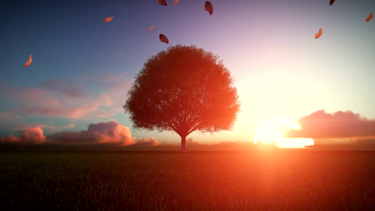 Download Stock Video Big Autumn Tree At Sunset d Animation Live Wallpaper For PC
