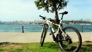 Stock Video Bicycle Parked In A Tree At The Edge Of A Live Wallpaper For PC