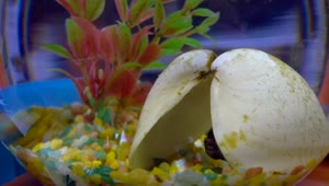 Stock Video Betta Fish In Aquarium Live Wallpaper For PC