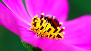 Stock Video Beetle Walking On A Pink Flower Live Wallpaper For PC
