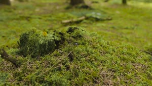 Stock Video Beetle Walking Over Moss Live Wallpaper For PC