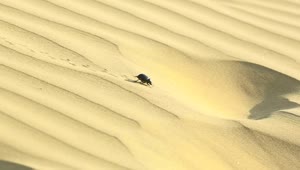 Stock Video Beetle Walking In The Desert Sand Live Wallpaper For PC