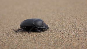 Stock Video Beetle In The Sand Live Wallpaper For PC