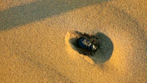 Stock Video Beetle Hiding In The Sand Live Wallpaper For PC