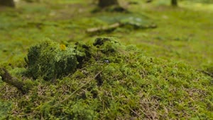 Stock Video Beetle Hiding In Moss Live Wallpaper For PC