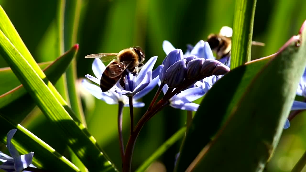 Download Stock Video Bees Working On Violet Flowers Live Wallpaper For PC