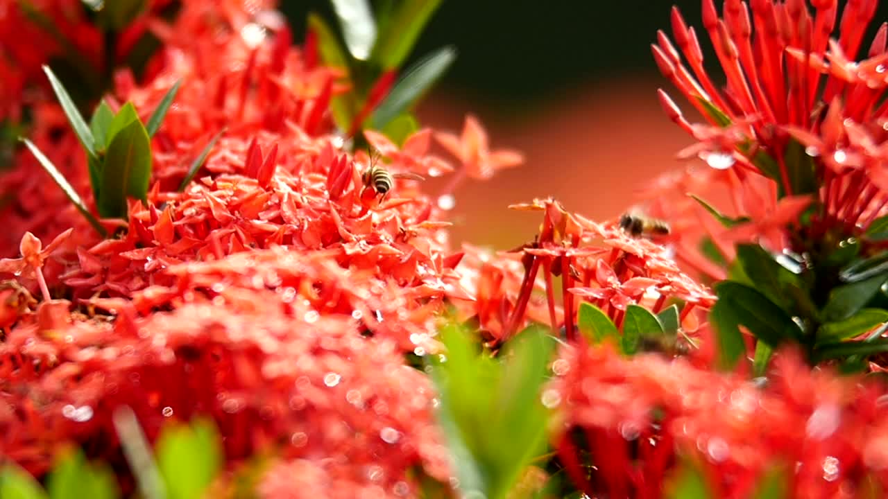 Download Stock Video Bees Working Across Flowers Live Wallpaper For PC