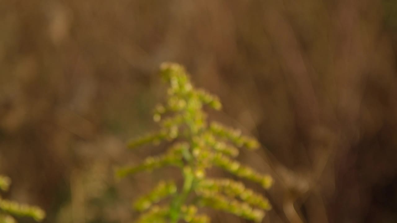 Download Stock Video Bees Working At Sunset Live Wallpaper For PC