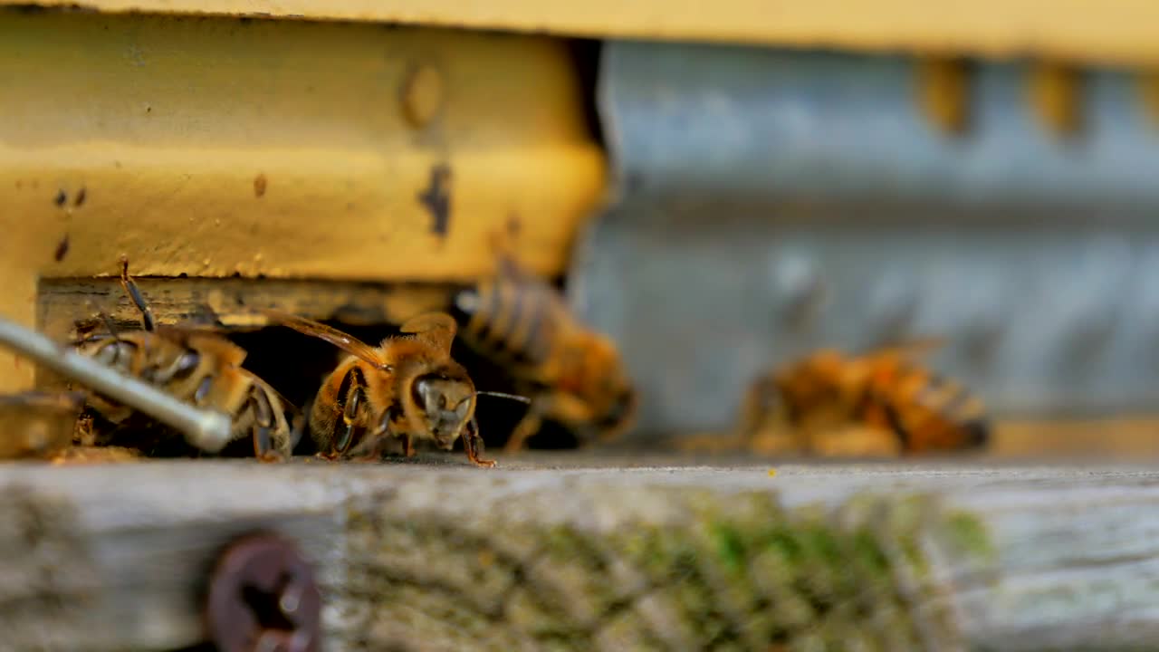 Download Stock Video Bees Seen In Detail On A Beekeeping Farm Live Wallpaper For PC